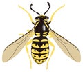 yellow jacket bee wasp insect vector illustration transparent background Royalty Free Stock Photo