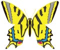 yellow swallowtail butterfly insect vector illustration transparent background Royalty Free Stock Photo