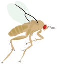 young brown flies fly insect vector illustration transparent background Royalty Free Stock Photo