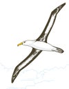 black white seagull fly bird vector illustration transparent background
