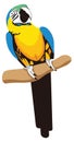 blue yellow gold macaw parrot fly bird vector illustration transparent background Royalty Free Stock Photo