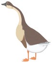 Brown Canada Goose Bird Vector Illustration Transparent Background