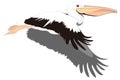 brown white pelican fly bird vector illustration transparent background Royalty Free Stock Photo