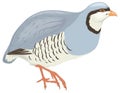 chukar partridge bird vector illustration transparent background Royalty Free Stock Photo