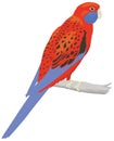 crimson rosella parrot bird vector illustration transparent background Royalty Free Stock Photo