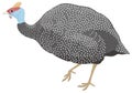 helmeted guinea fowl chicken bird vector illustration transparent background Royalty Free Stock Photo