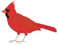 red cardinal bird vector illustration transparent background Royalty Free Stock Photo