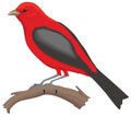 red summer scarlet tanager bird vector illustration transparent background Royalty Free Stock Photo