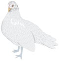 white bantam chicken bird vector illustration transparent background