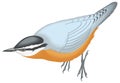 white breasted nuthatch bird vector illustration transparent background