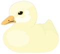 yellow little baby chicken duck swim bird vector illustration transparent background