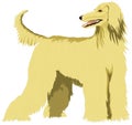 afghan hound dog animal vector illustration transparent background Royalty Free Stock Photo