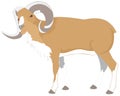 bighorn sheep animal vector illustration transparent background