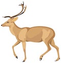 brown buck deer animal vector illustration transparent background Royalty Free Stock Photo