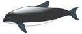 burmeister whales animal vector illustration transparent background Royalty Free Stock Photo