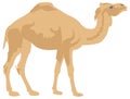 brown camel stand animal vector illustration transparent background