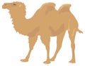 brown camel walk animal vector illustration transparent background