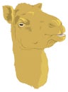 camel face head animal vector illustration transparent background