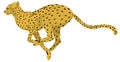 cheetah run animal vector illustration transparent background Royalty Free Stock Photo