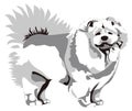 chow chow dog animal vector illustration transparent background