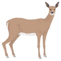 deer stand animal vector illustration transparent background