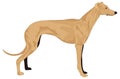 brown greyhound runner dog animal vector illustration transparent background