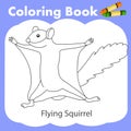 Illustrator of coloring book flying squirrel