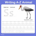 Illustrator of writing a - z animal s sandhill crane