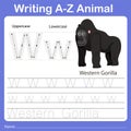 Illustrator of writing a - z animal w western gorilla