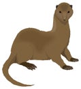 brown mink animal vector illustration transparent background