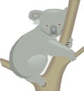 grey koala animal vector illustration transparent background