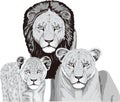 lion tiger family leopard animal vector illustration transparent background Royalty Free Stock Photo