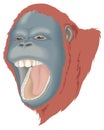 orangutan head face animal vector illustration transparent background