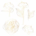 Peonies golden outline set on white background. Spring summer flowers design elements. Royalty Free Stock Photo