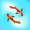 Koi fish swimming in the pond Royalty Free Stock Photo