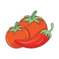 Tomatoes and chilies colored vector illustration