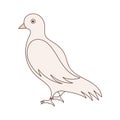 Simple dove bird colored vector illustration