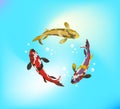 Koi fish swimming in the pond Royalty Free Stock Photo