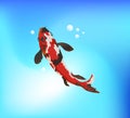 Koi fish swimming in the pond Royalty Free Stock Photo