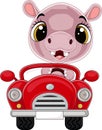 Cartoon baby hippo driving red car Royalty Free Stock Photo