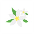 jasmine flower icon. flat icon vector illustration for the theme of flowers, plants and others Royalty Free Stock Photo