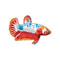 Multicolour Betta Fish Vector Illustration Royalty Free Stock Photo