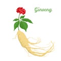 Panax Ginseng root, leaf and berries isolated