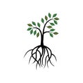 Young oak tree vector image