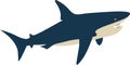 Artistic Shark vector illustration graphic design