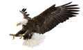 Bald eagle flying swoop attack hand draw and paint color on white background