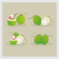 Illustration Vector Grahic of Coconut Summer Royalty Free Stock Photo