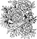 Peonies flowers graphics engraving hand drawn illustration