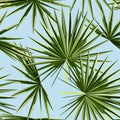 Fashionable seamless tropical pattern with green tropical fan palm leaves on a blue background. Royalty Free Stock Photo