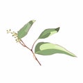 Eucalyptus plants. Rustic foliage branch with leaves and flowers for wedding invitation cards